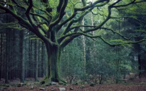 Bosque mágico de aspecto misterioso y atrapante