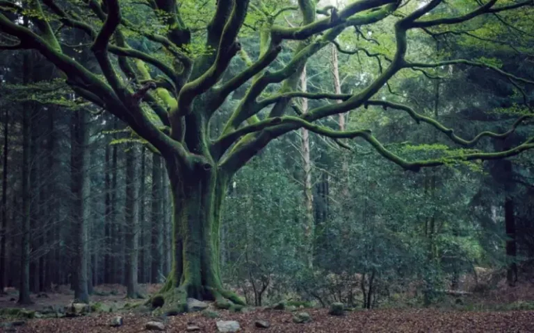Bosque mágico de aspecto misterioso y atrapante