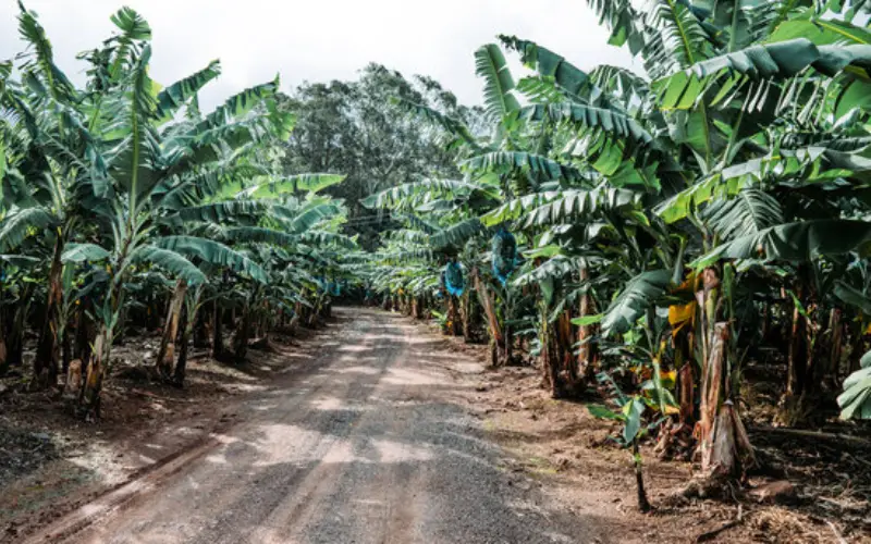 Grandes hojas de banano verdes y texturizadas, mostrando su patrón venoso distintivo